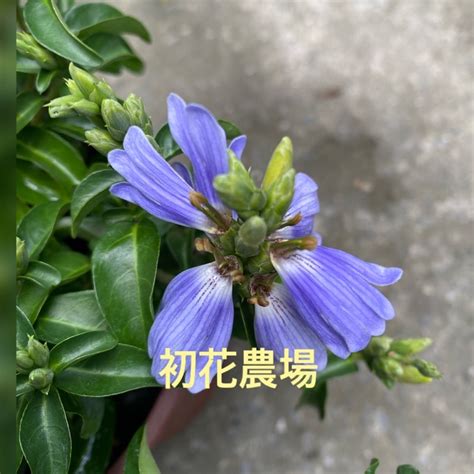 香水藍蝶花照顧 形容房子漂亮